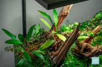Homalomena Sekadau South Narrow | Shop Live Aquatic Plants - Glass Aqua