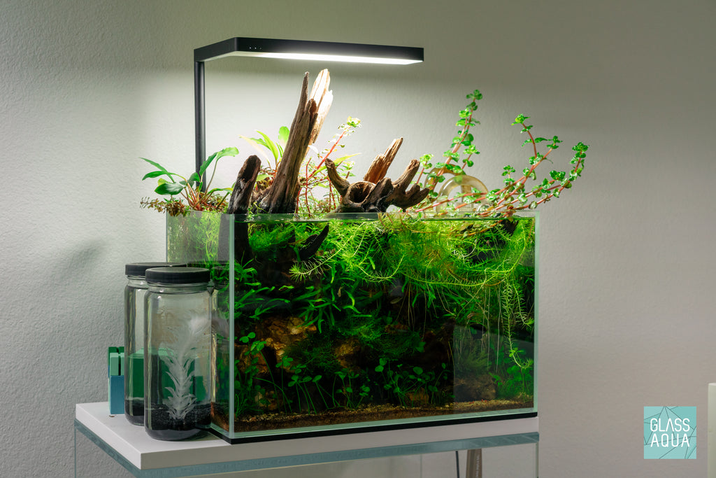 Shop Microsorum Leptochilus Pteropus Trident Mini Aquarium Plant