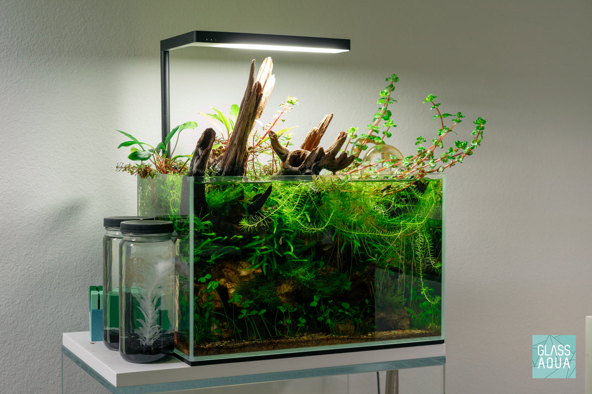 Shop Microsorum Leptochilus Pteropus Trident Mini Aquarium Plant