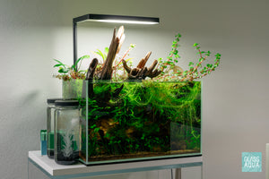 Shop Microsorum Leptochilus Pteropus Trident Mini Aquarium Plant