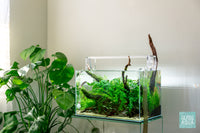 UNS 45U planted aquarium and Monstera house plant by Glass Aqua