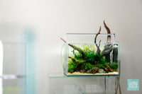 Nature style planted tank with malaysian driftwood and live aquatic plants by Glass Aqua