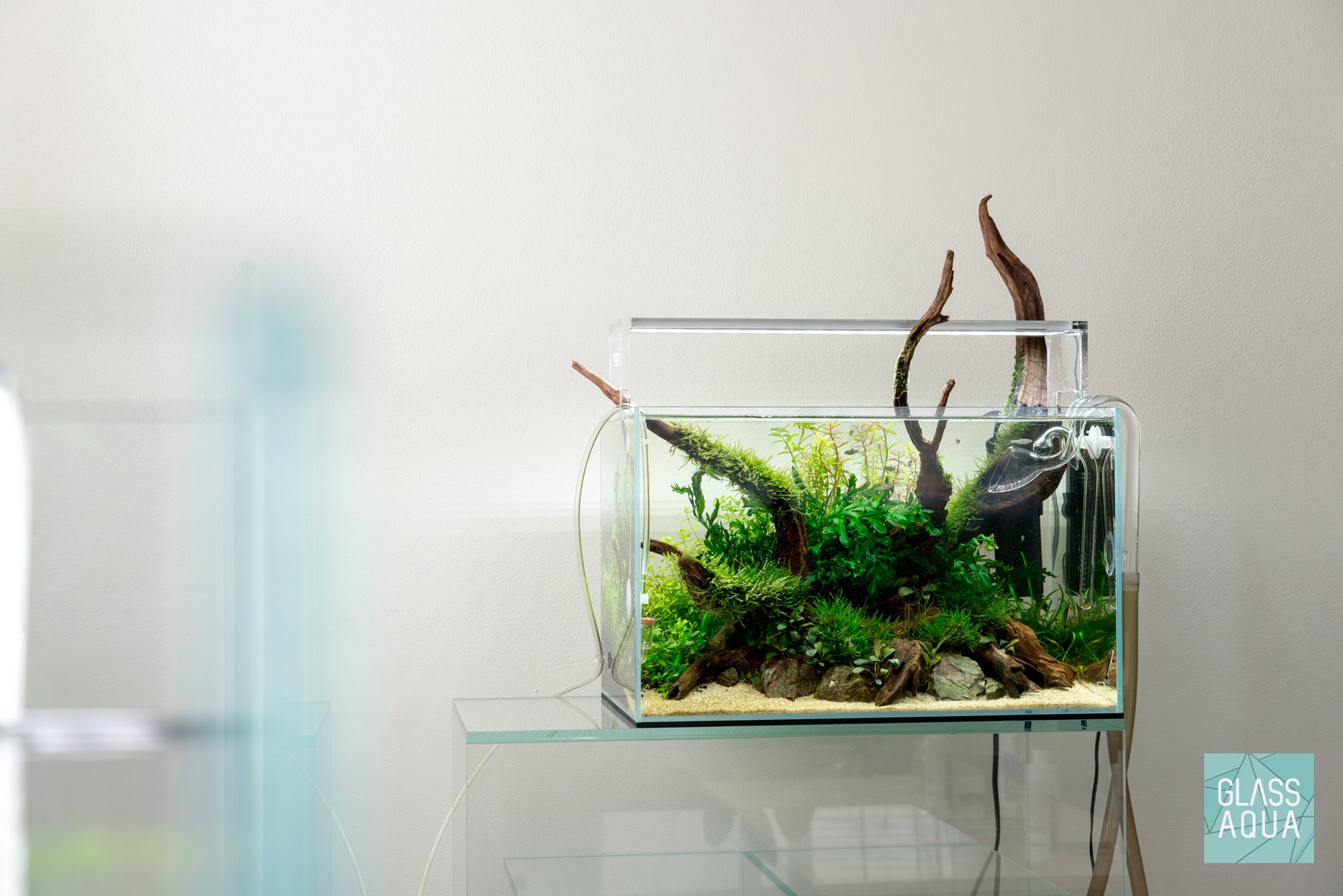 Nature style planted tank with malaysian driftwood and live aquatic plants by Glass Aqua