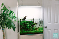 20 Gallon low light planted aquarium by Glass Aqua
