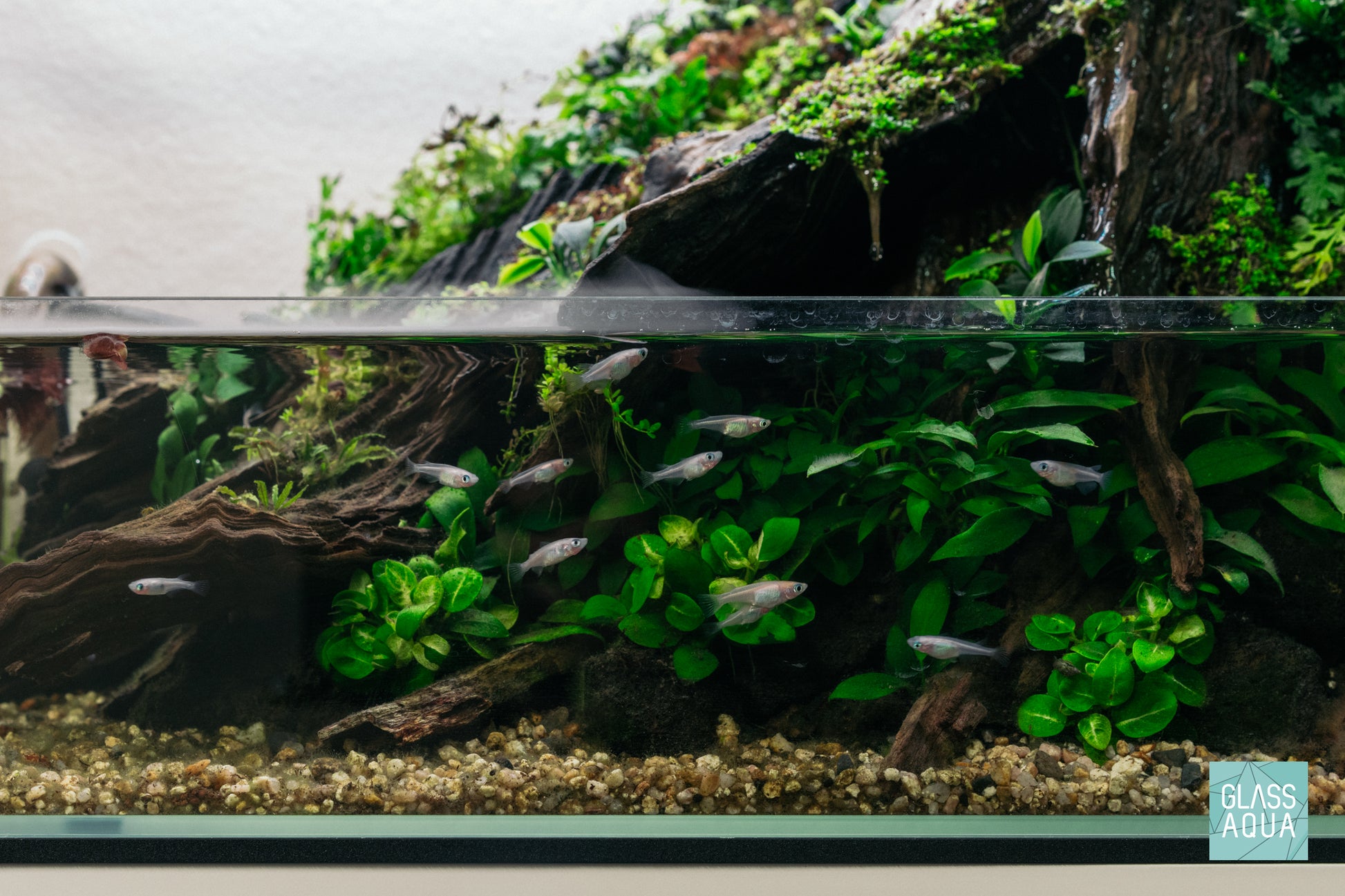 Japanese rice fish in a planted paludarium rimless aquarium tank