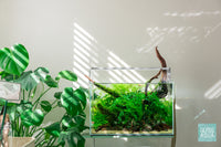 Green Haven 9.3 gallon nature style planted tank by Glass Aqua