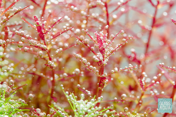 Close up of live red aquarium stem plants - Build your own red plant pack 