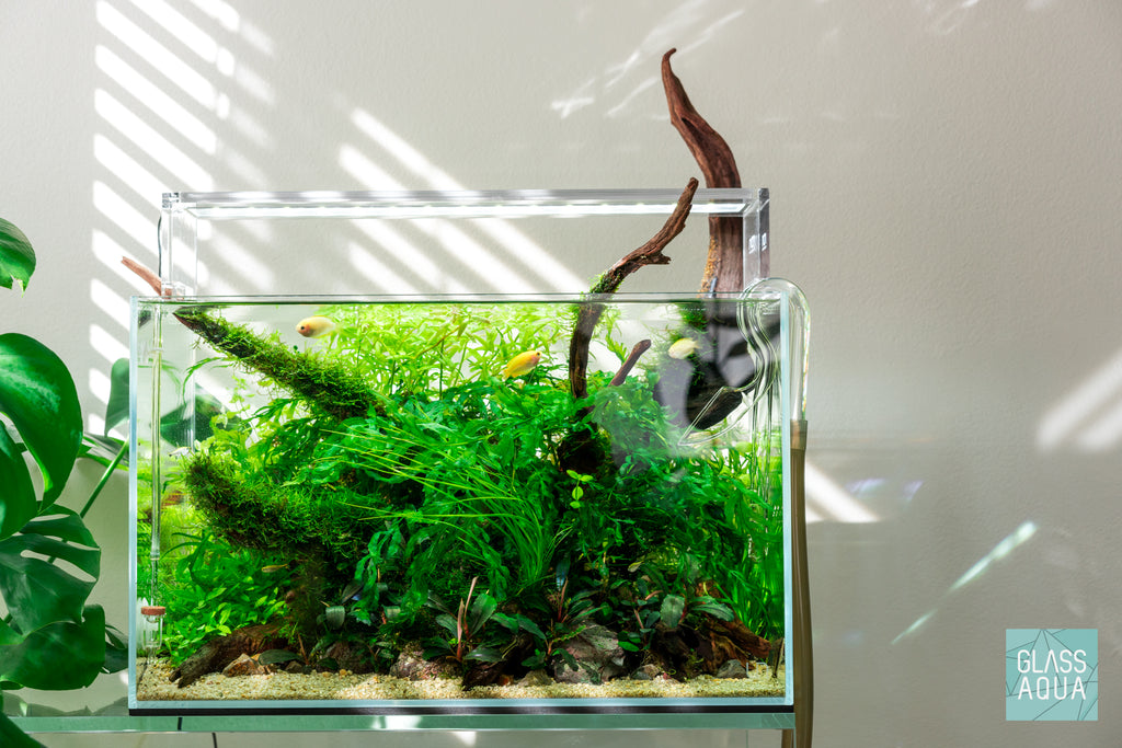 Christmas Moss - Easy Live Aquarium Moss | Glass Aqua
