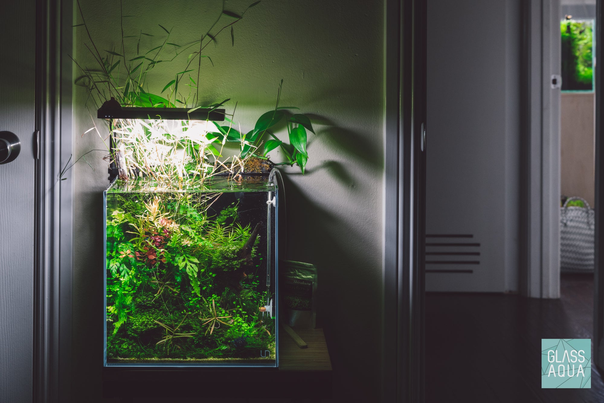 Low light shrimp tank with live aquarium plants by Glass Aqua