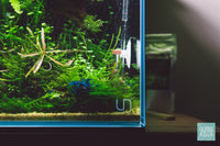 Blue Dream Shrimp - Glass Aqua
