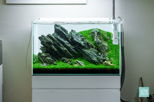 Green Glacier Iwagumi planted aquarium design by Glass Aqua