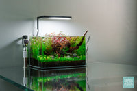Nano planted aquarium with driftwood and colorful aquatic plants by Glass Aqua
