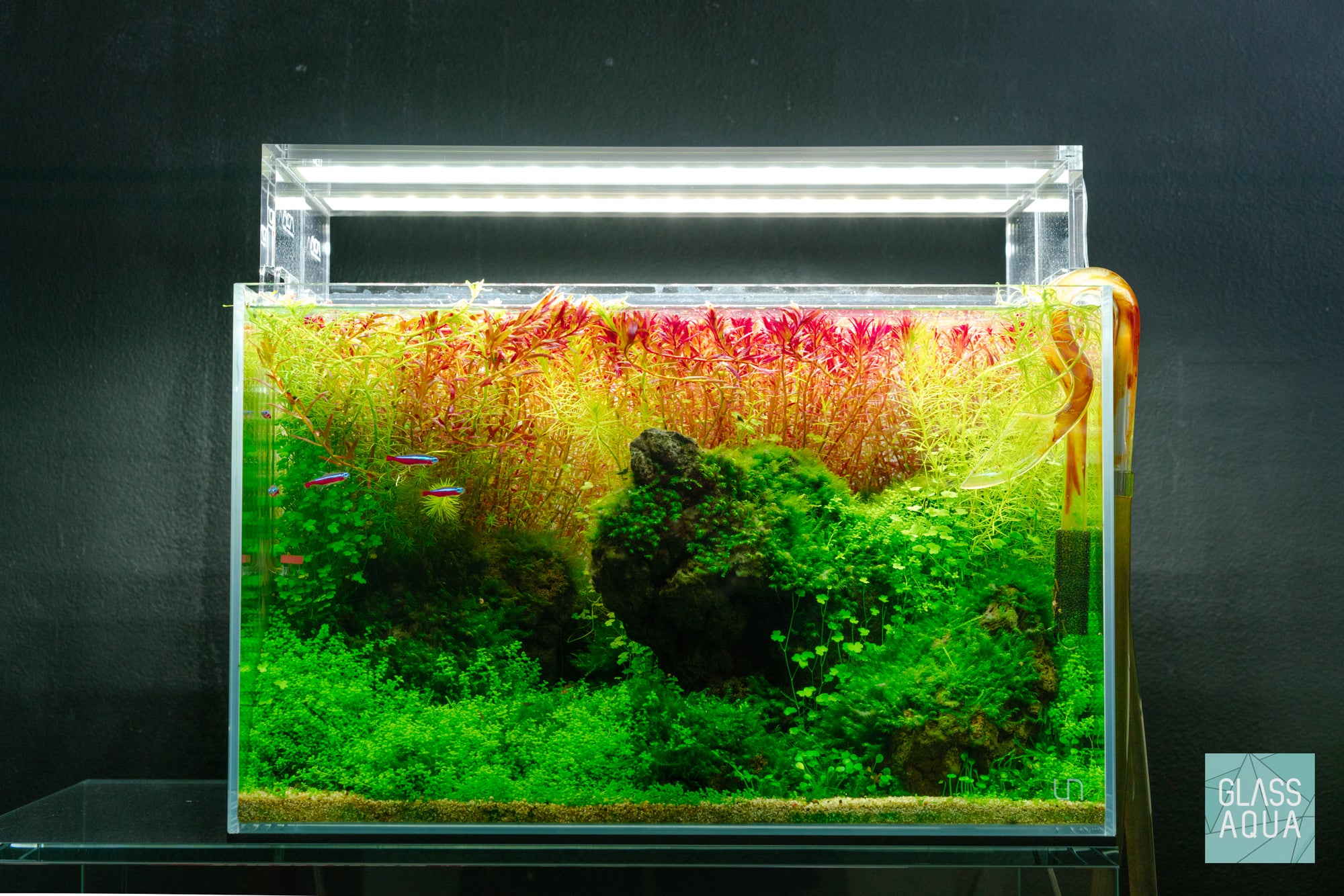 Brazilian-style planted aquarium design by Glass Aqua