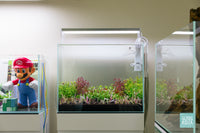 Build Your Own Dutch Style Stem Plant Pack - Glass Aqua