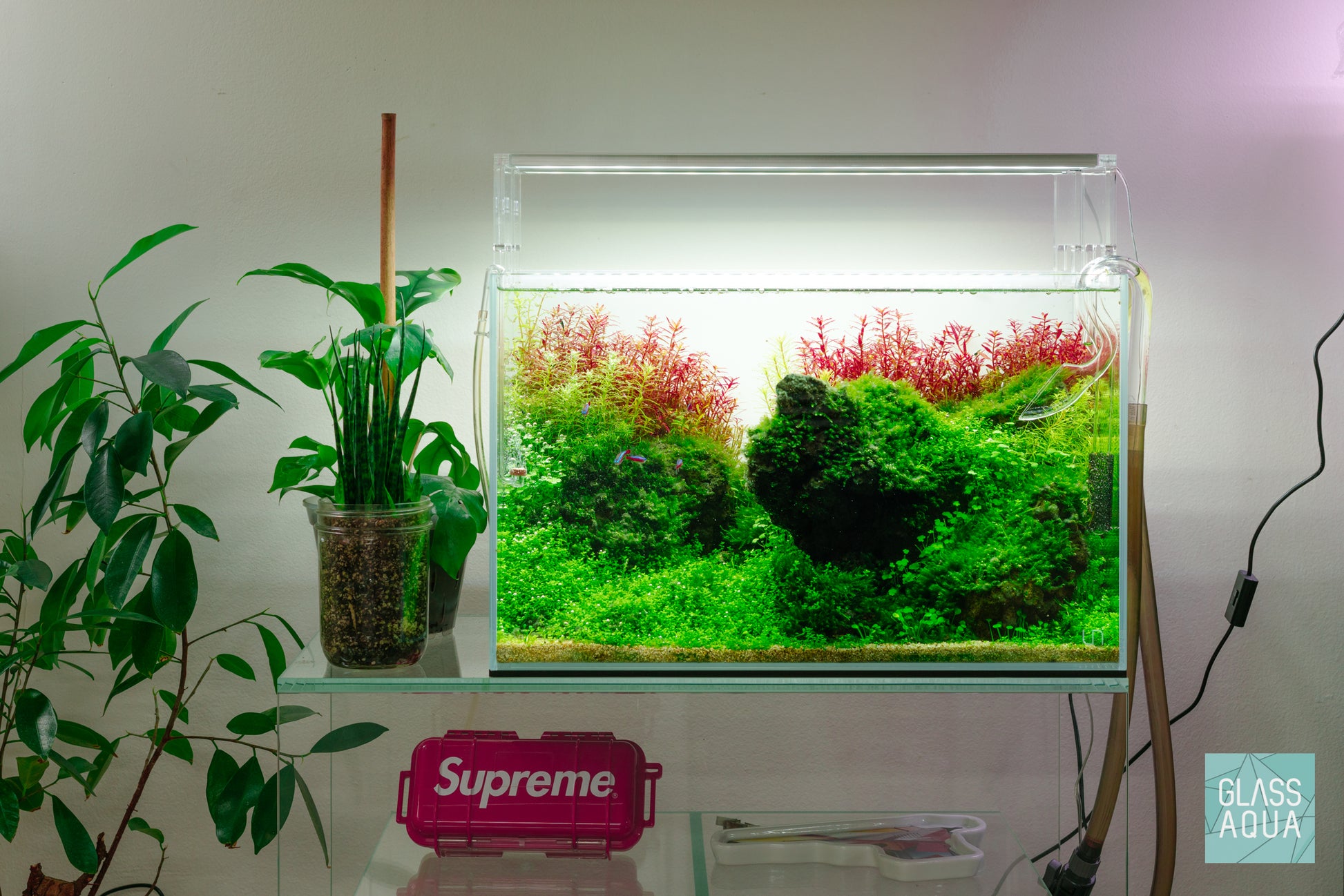 Fissidens fontanus phoenix moss attached and covering icelandic lava rock in a 9 gallon planted tank