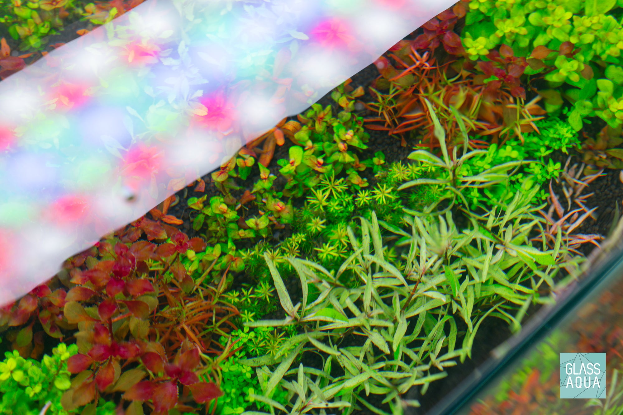 Build Your Own Dutch Style Stem Plant Pack - Glass Aqua