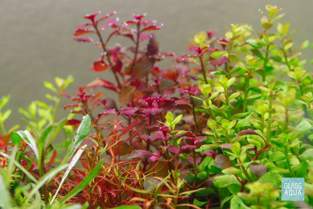Build Your Own Red Aquarium Plant Pack
