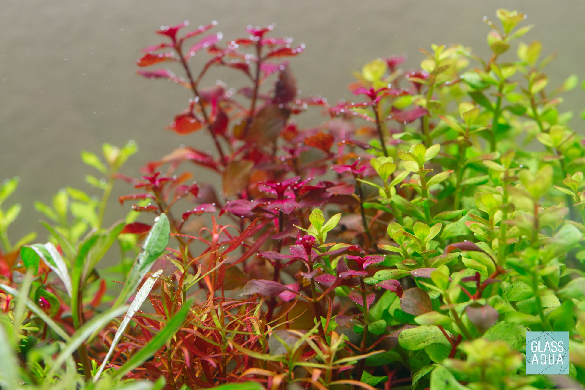 Build Your Own Red Aquarium Plant Pack