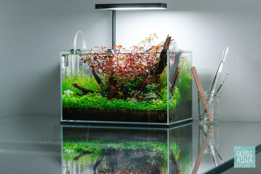 Staurogyne Repens