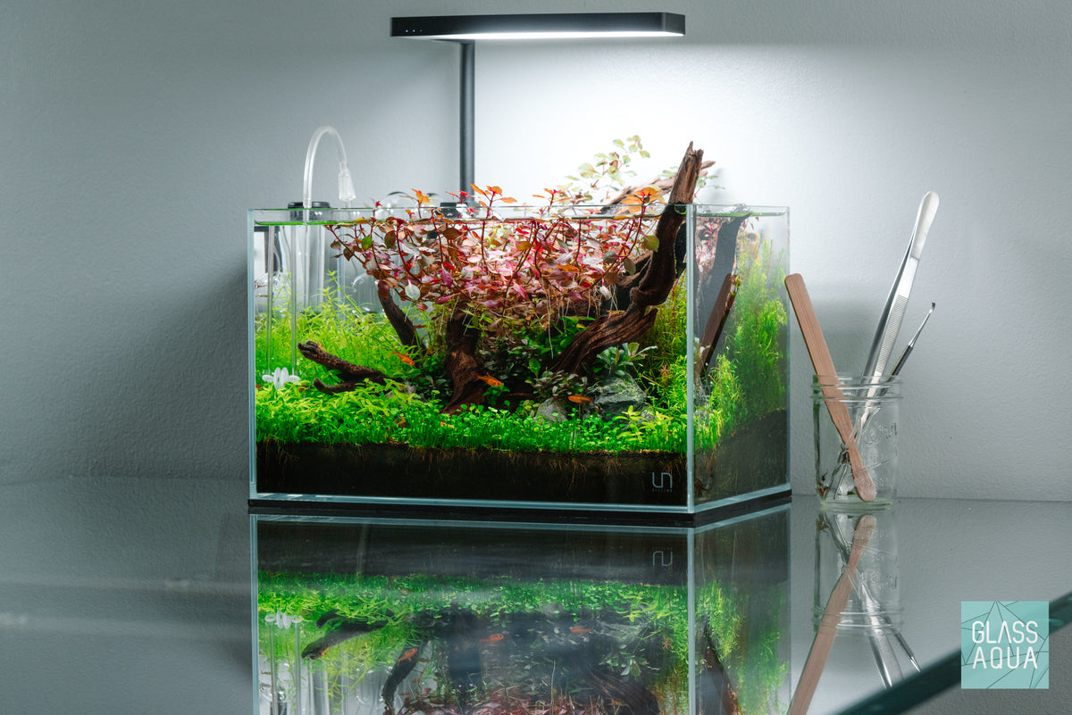 Staurogyne Repens