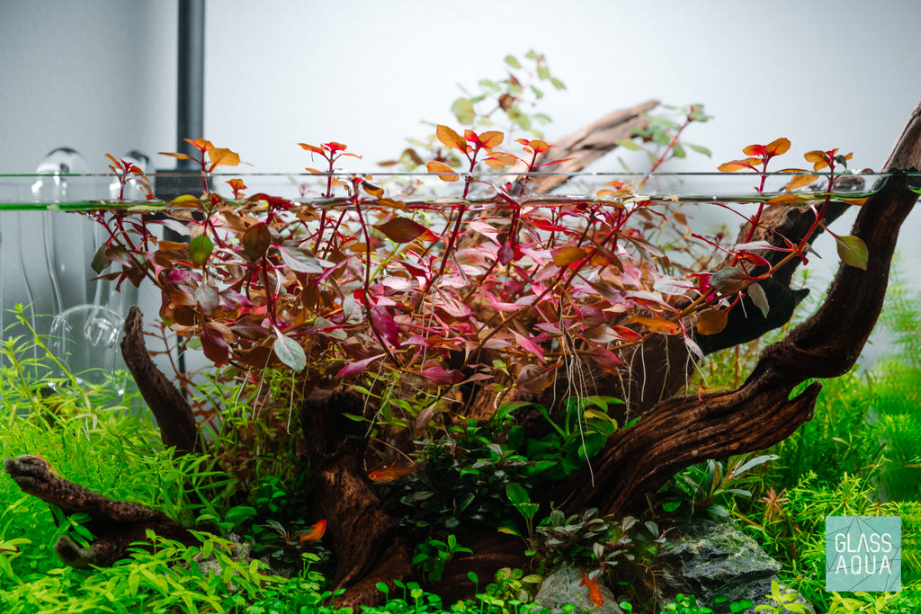 Bucephalandra Mini Dark Needle