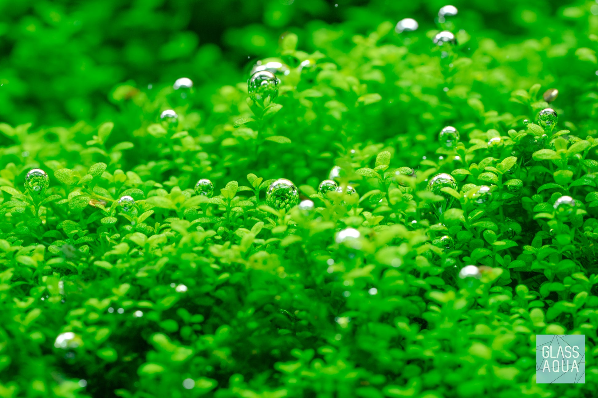 Build Your Own Nano CO2 Kit