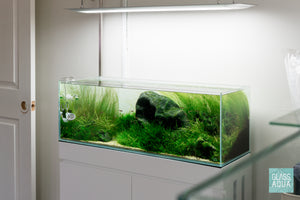 River's Edge 20 gallon Iwagumi aquarium by Glass Aqua