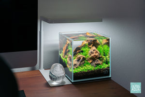 Petrified Wood Stone - Glass Aqua