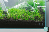 Eleocharis Parvula Hair Grass growing in Ultum Nature Systems cube aquarium