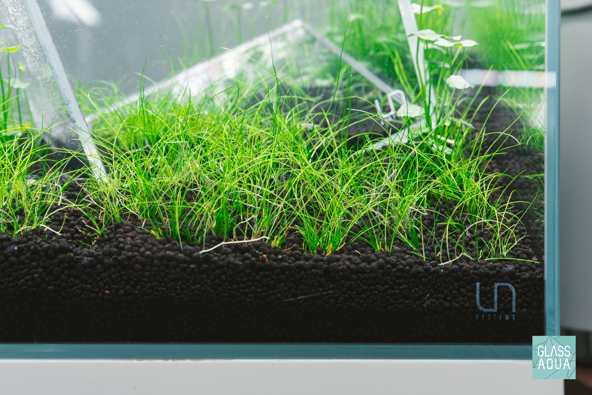 Eleocharis Parvula Hair Grass growing in Ultum Nature Systems cube aquarium