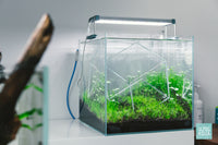 Tankception - planted aquarium design by Glass Aqua