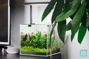 Small planted aquarium in UNS 20C by Glass Aqua