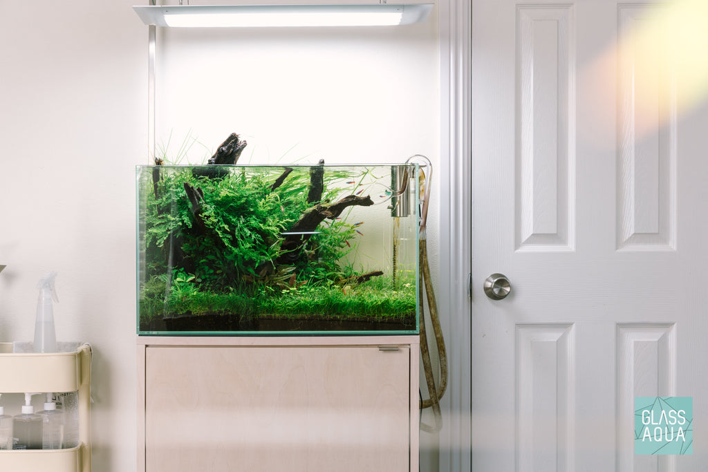 Nature style aquascape in the Ultum Nature Systems 20 gallon 60U rimless glass tank