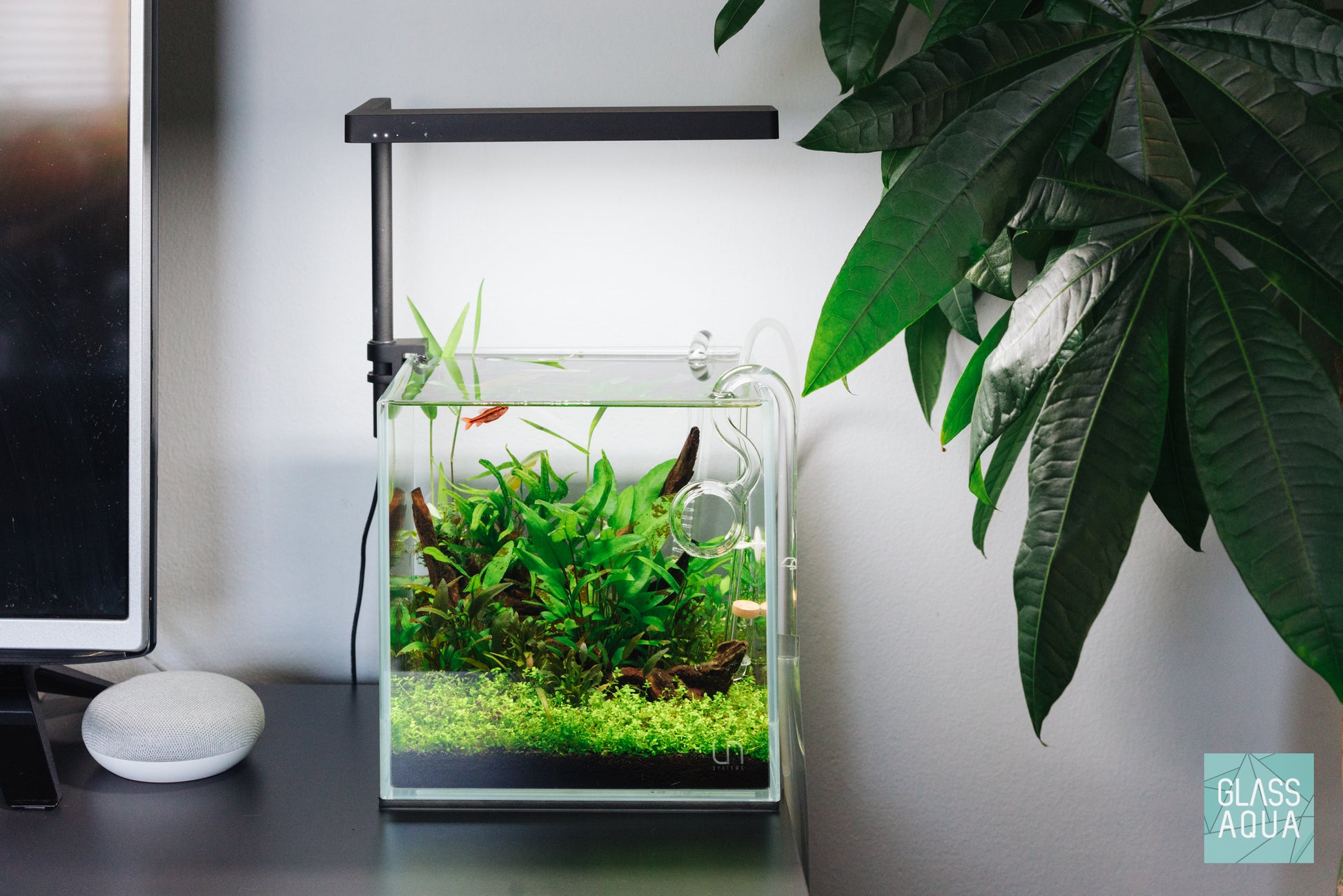 UNS Rimless Aquarium Sale