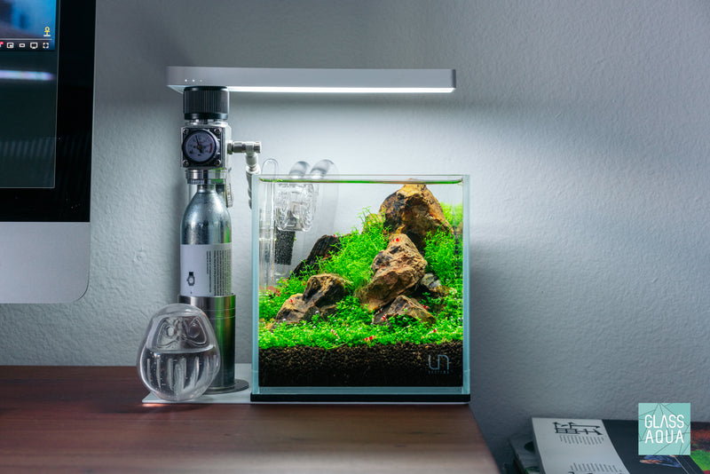 Microcarpaea Minima Merrill Live Aquatic Stem Plant | Glass Aqua