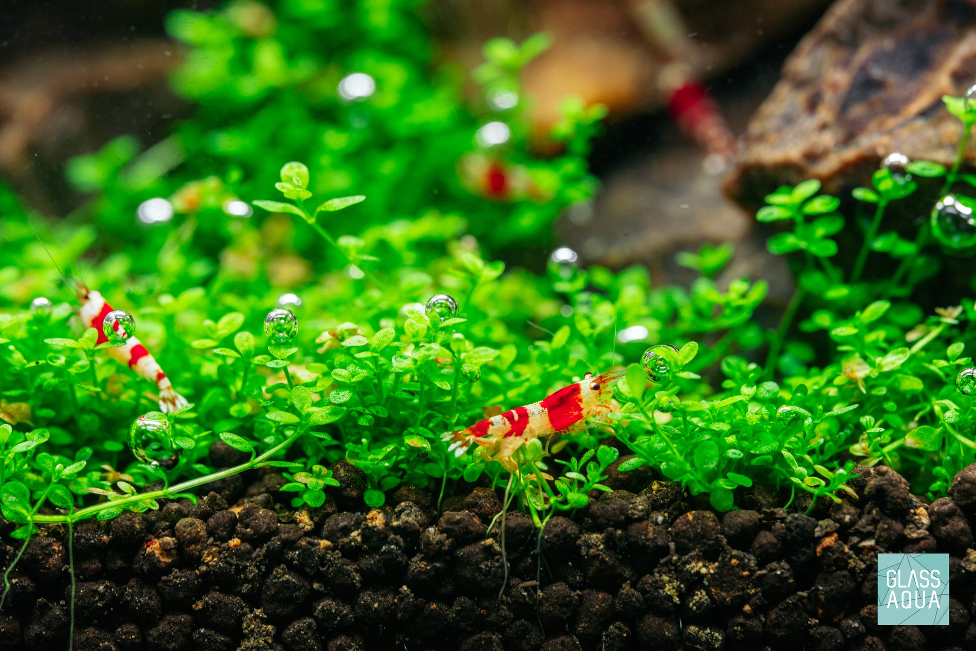 Crystal Red Shrimp