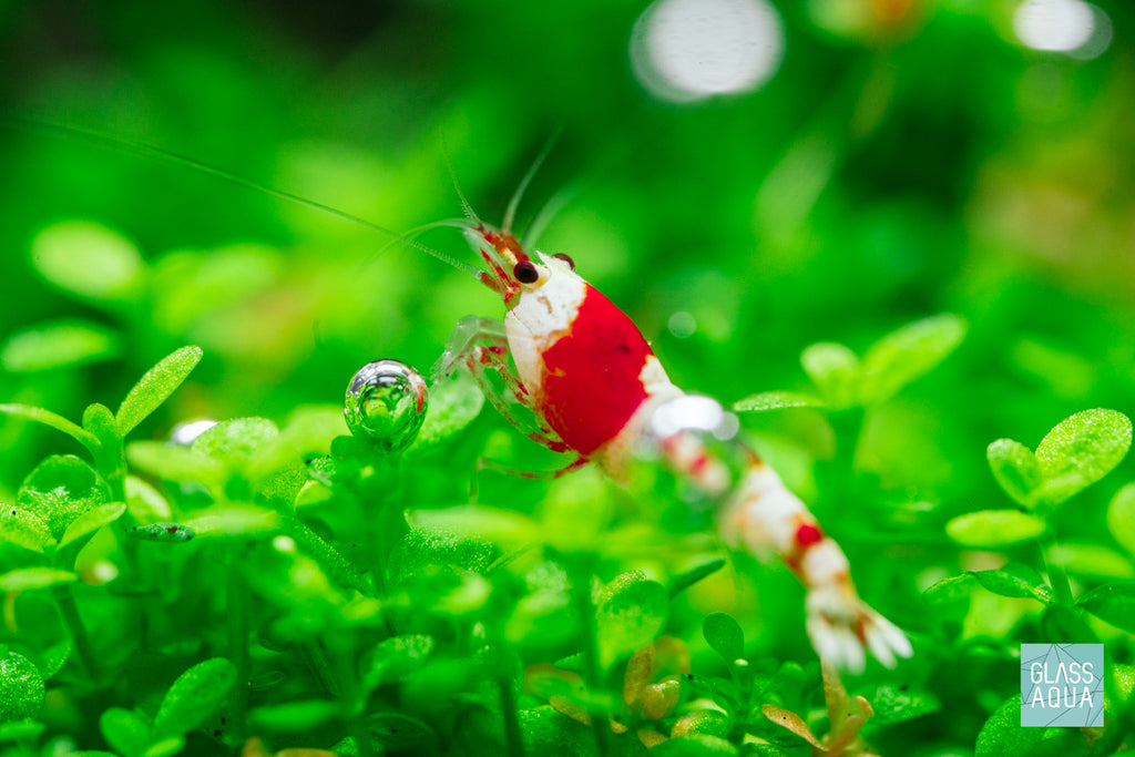 Aquarium Neocaridina Caridina Shrimp Food - Ultra Fresh Shrimp Pro Seafood Patties
