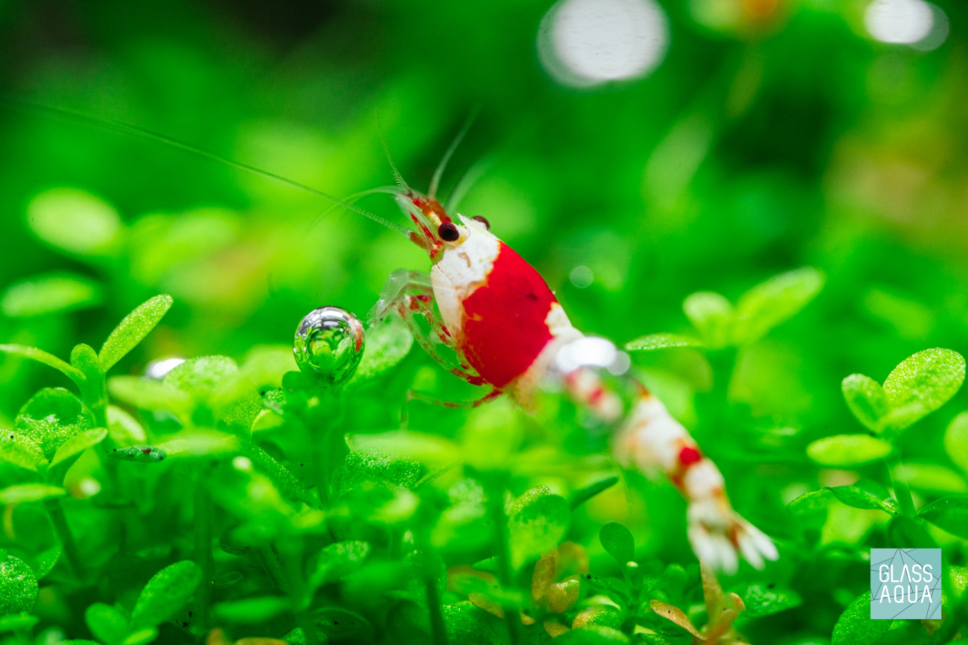 Aquarium Neocaridina Caridina Shrimp Food - Ultra Fresh Shrimp Pro Seafood Patties