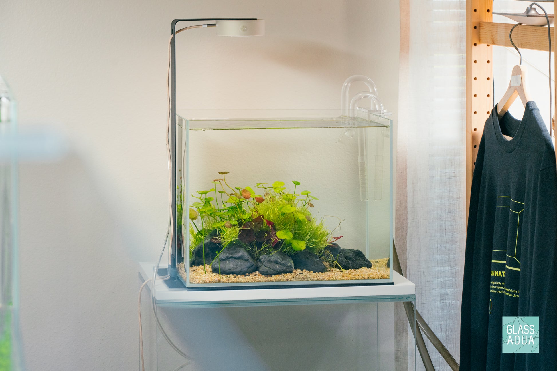 Hydrocotyle Verticillata - Glass Aqua