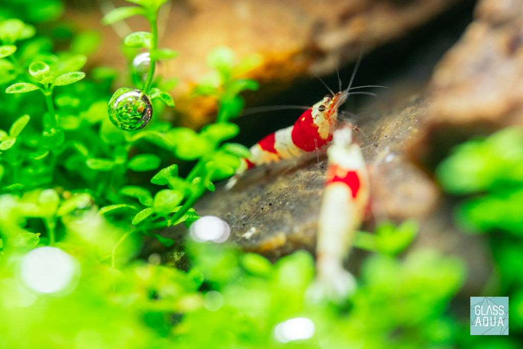 Aquario Neo Inlet