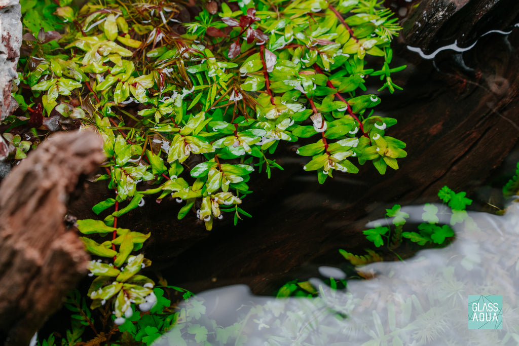 Detail shot of Rotala Rotundifolia Shimoga in an Ultum Nature Systems 90L long 20 gallon rimless tank
