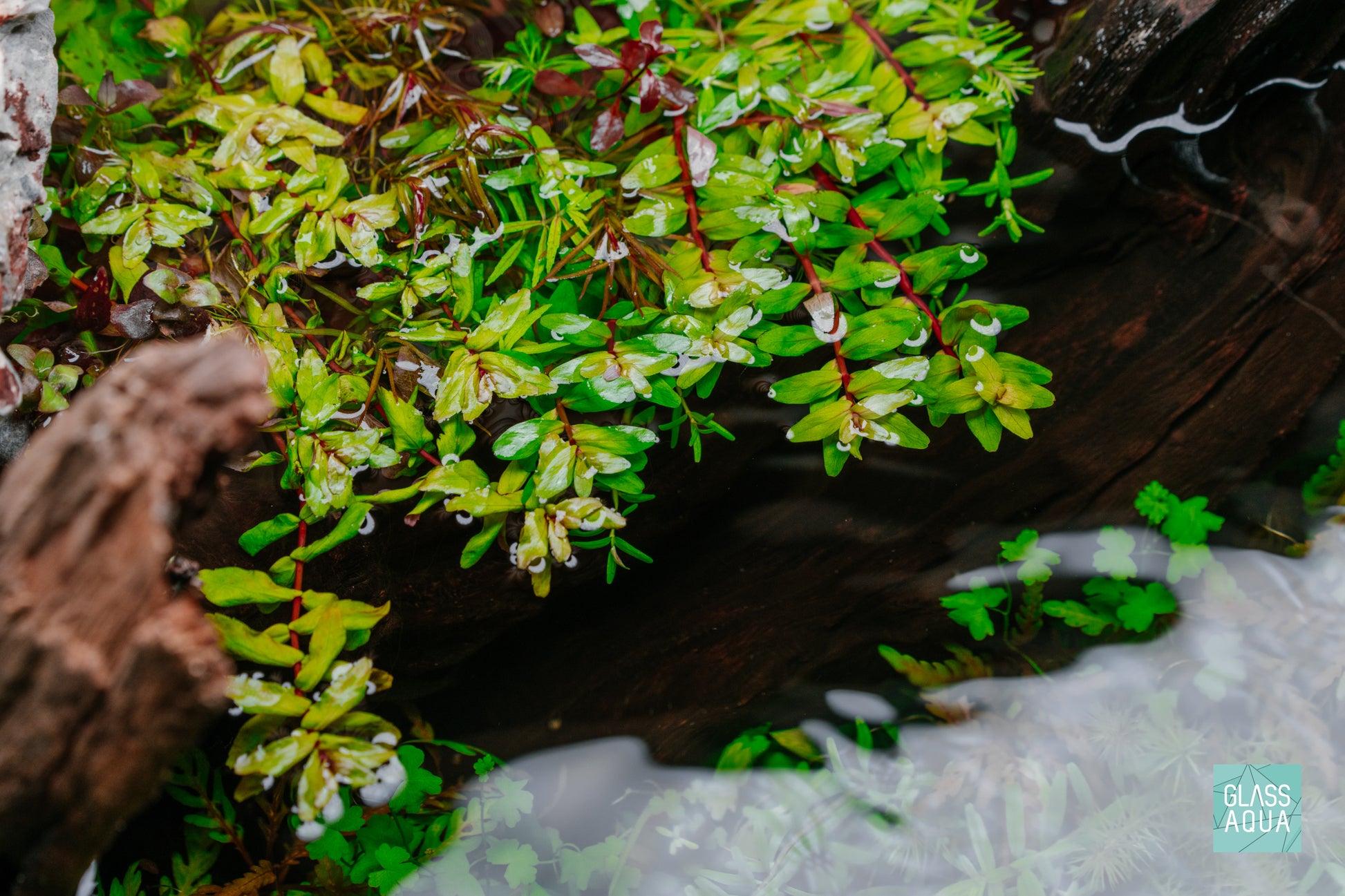 Detail shot of Rotala Rotundifolia Shimoga in an Ultum Nature Systems 90L long 20 gallon rimless tank