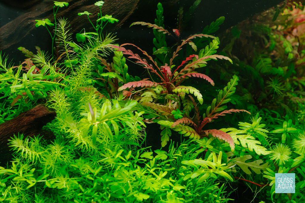 Build Your Own Aquarium Kit - Long Tank