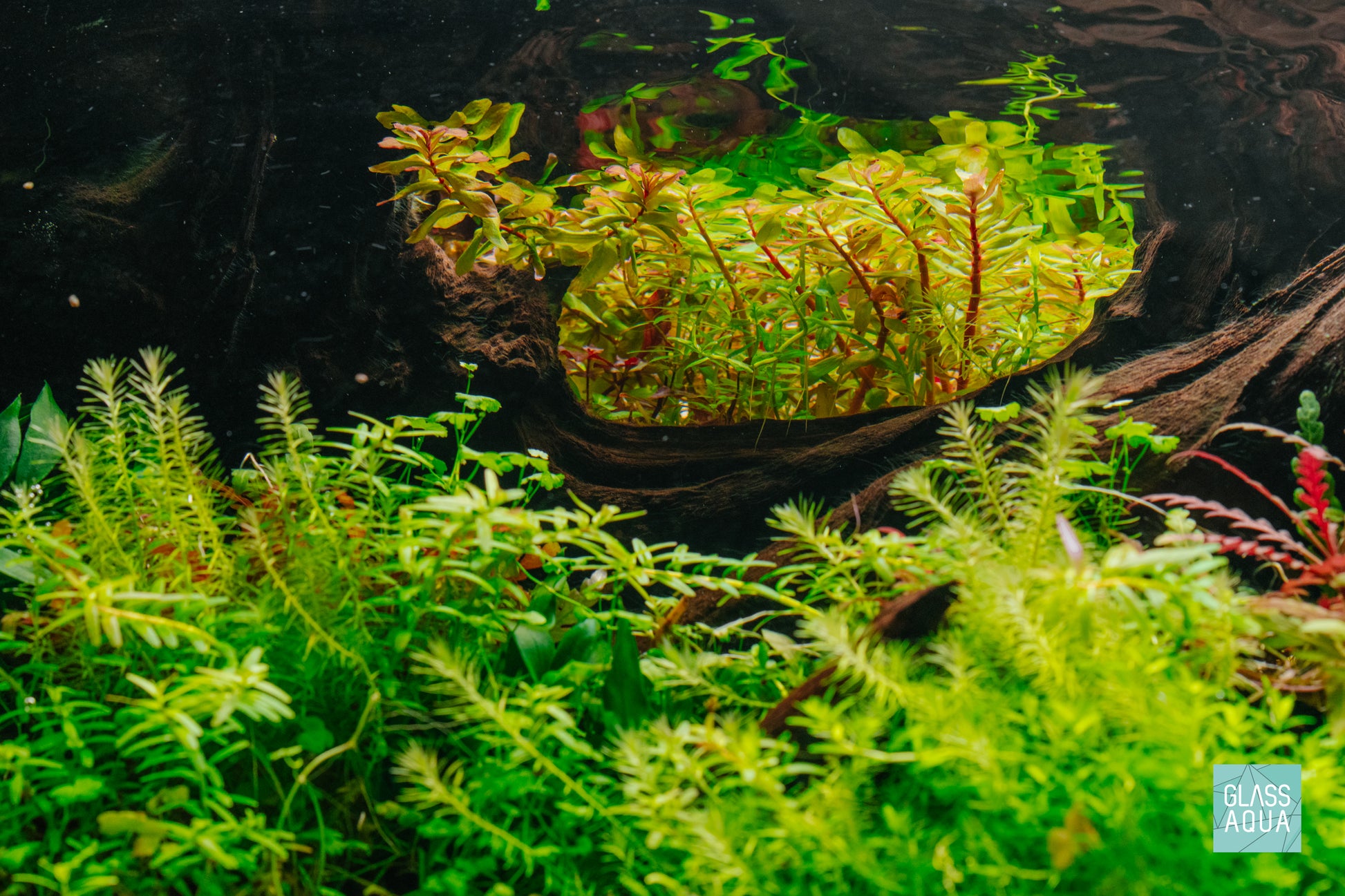 Rotala Rotundifolia Shimoga in a nature style planted aquarium tank