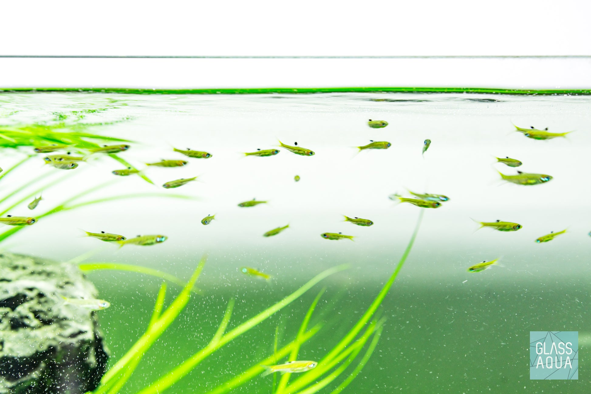 Planted aquarium with nano schooling fish by Glass Aqua