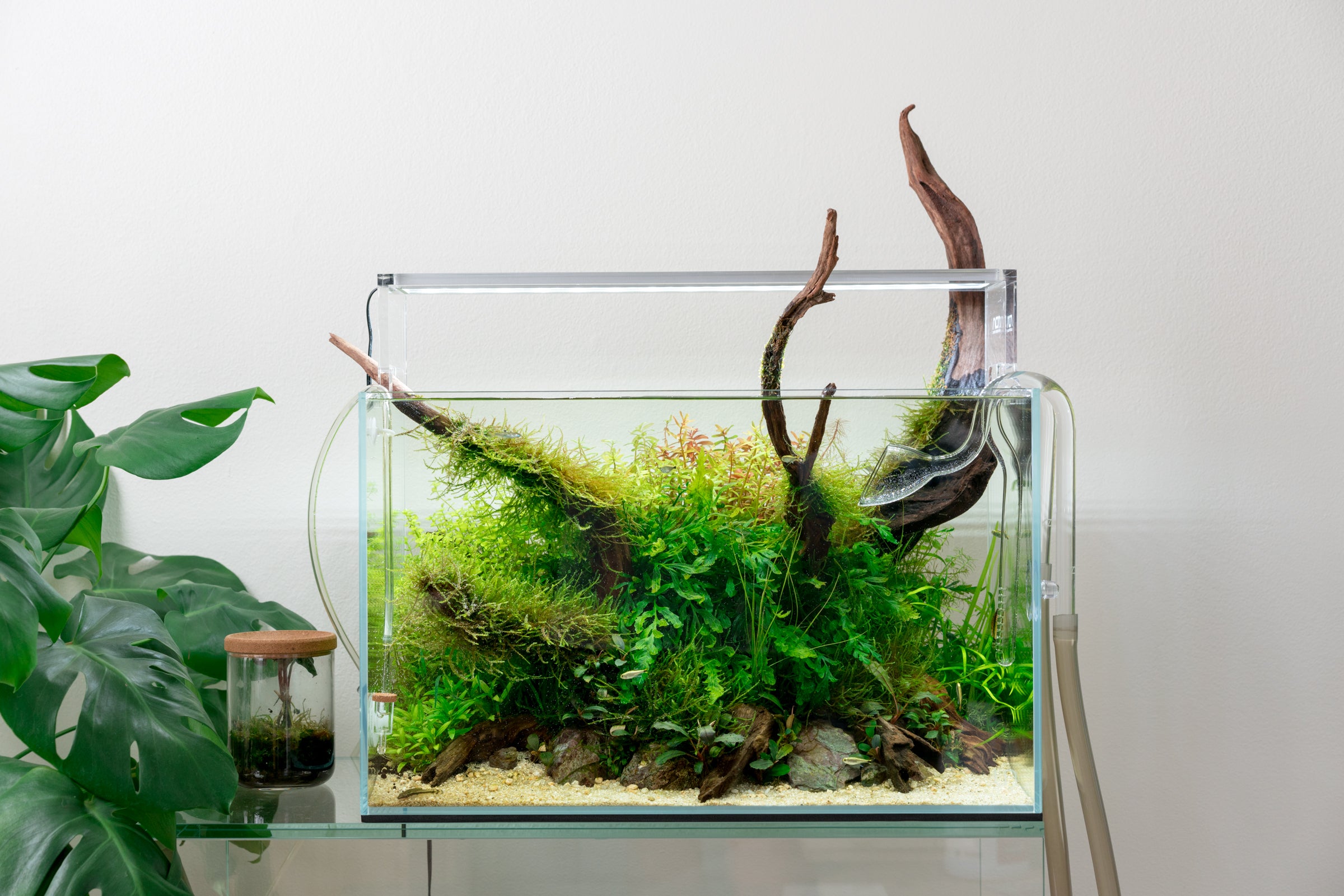 Bucephalandra Kedagang Japan - Live Buce | Glass Aqua