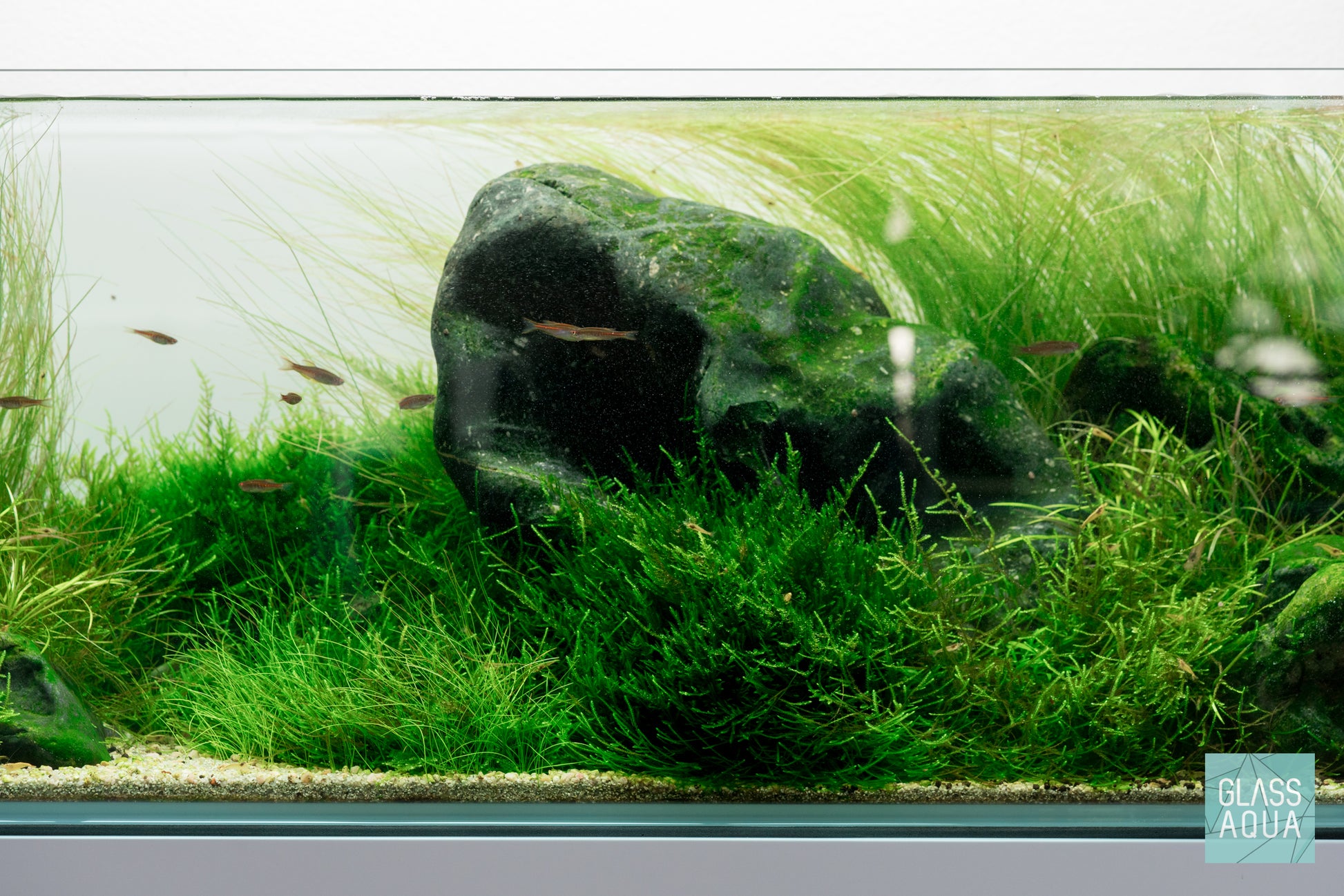 Taxiphyllum sp. 'Spiky Moss' | Shop Live Aquarium Moss - Glass Aqua