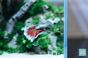 Betta fish in low tech planted aquarium with easy aquatic plants