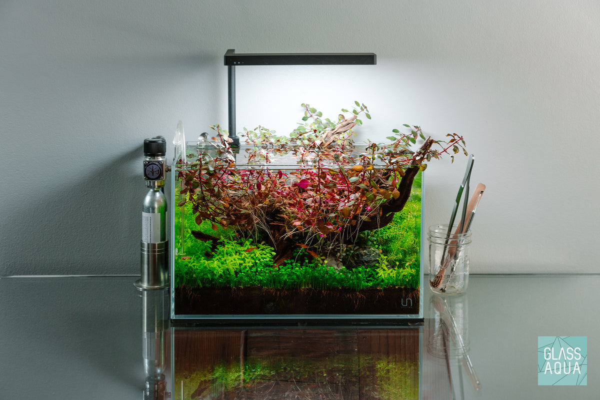 Marsilea Crenata