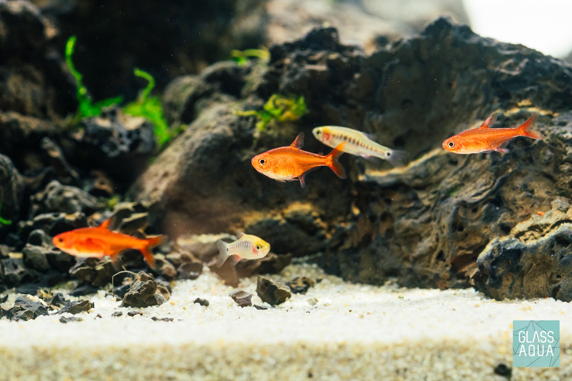Build Your Own Aquarium Conditioner Bundle